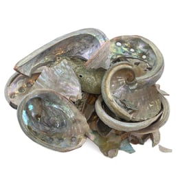 Pink Abalone Chunks | WitsEnd Mosaic | Craft Shells